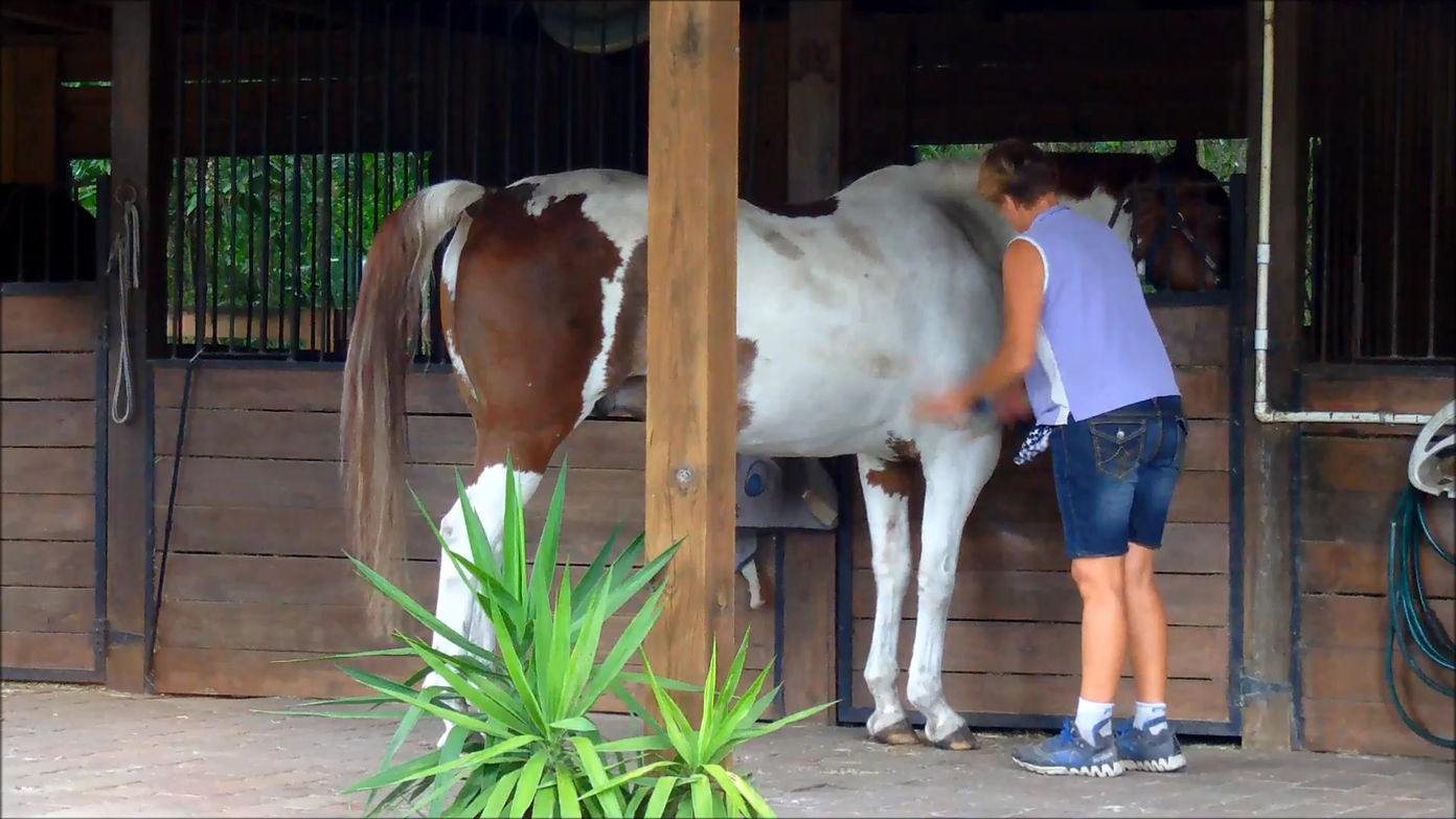 Woman_brushing_horse